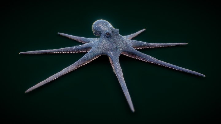 OCTOPUS by CMW 3D Model