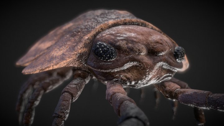 Woodlouse 3D Model