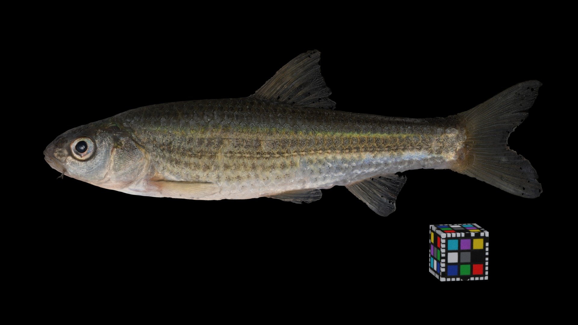 タモロコ Gnathopogon elongatus elongatus