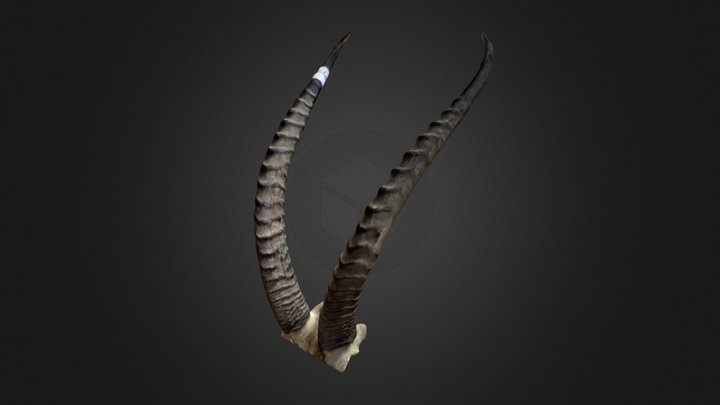 Cornes antilope