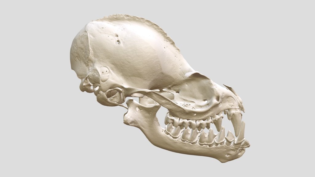Saccopteryx bilineata (MSB:Mamm:57008)