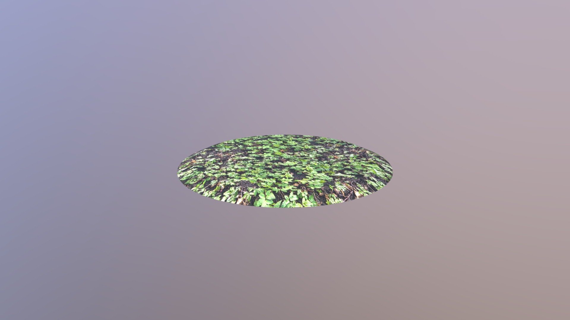Forest Ground
