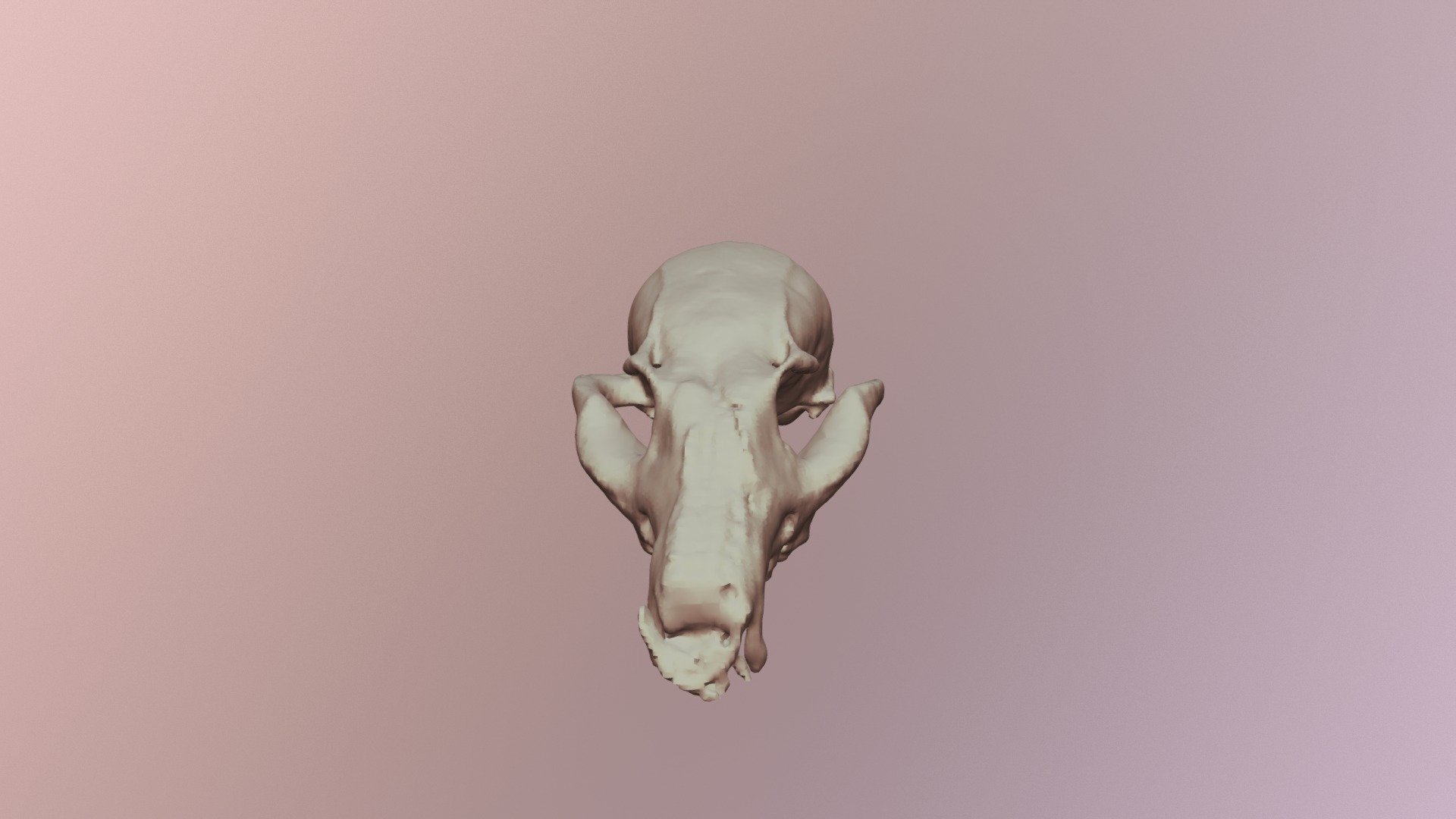 2D-Gray Fox Skull- Multi-BC1135