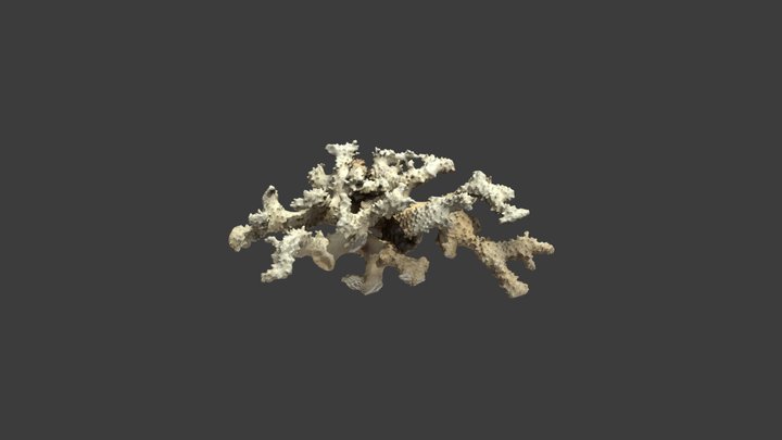 Pocillopora molokensis – Modello 3D gratuito STL