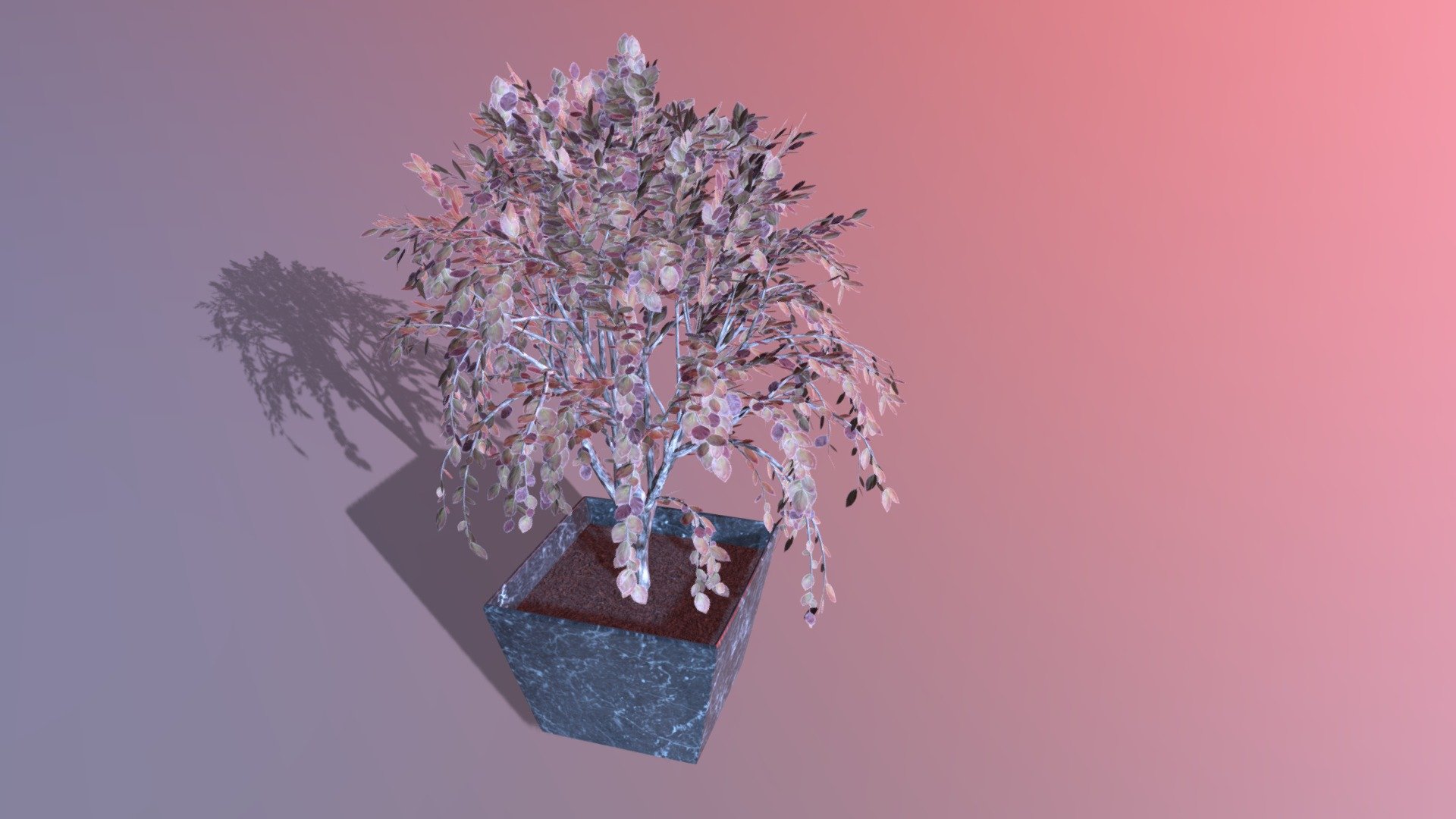 Bonsai Tree