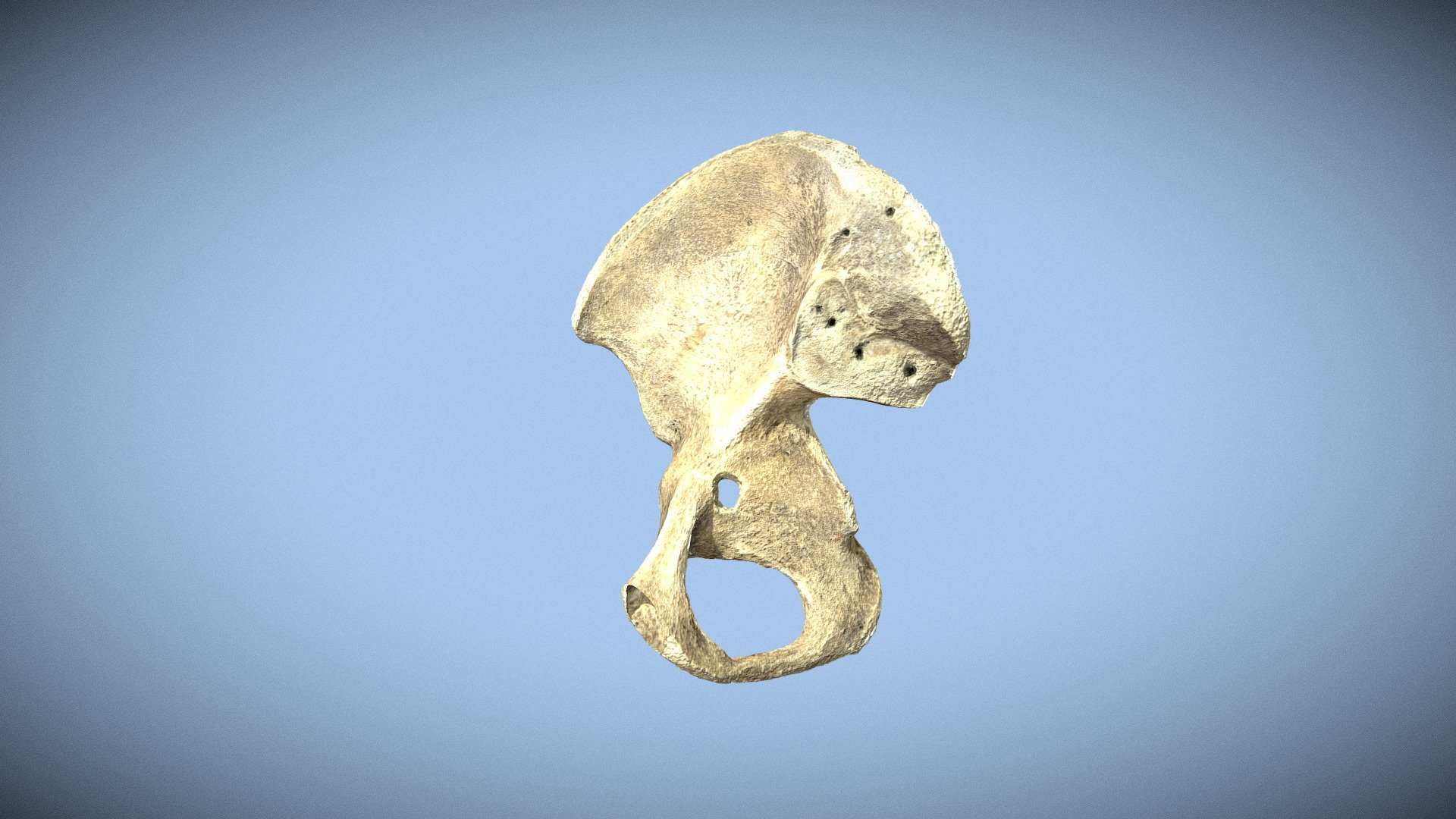 Coxal Bone Unlabeled Download Free 3d Model By San Diego State University Sdsu 8ac3611 9750