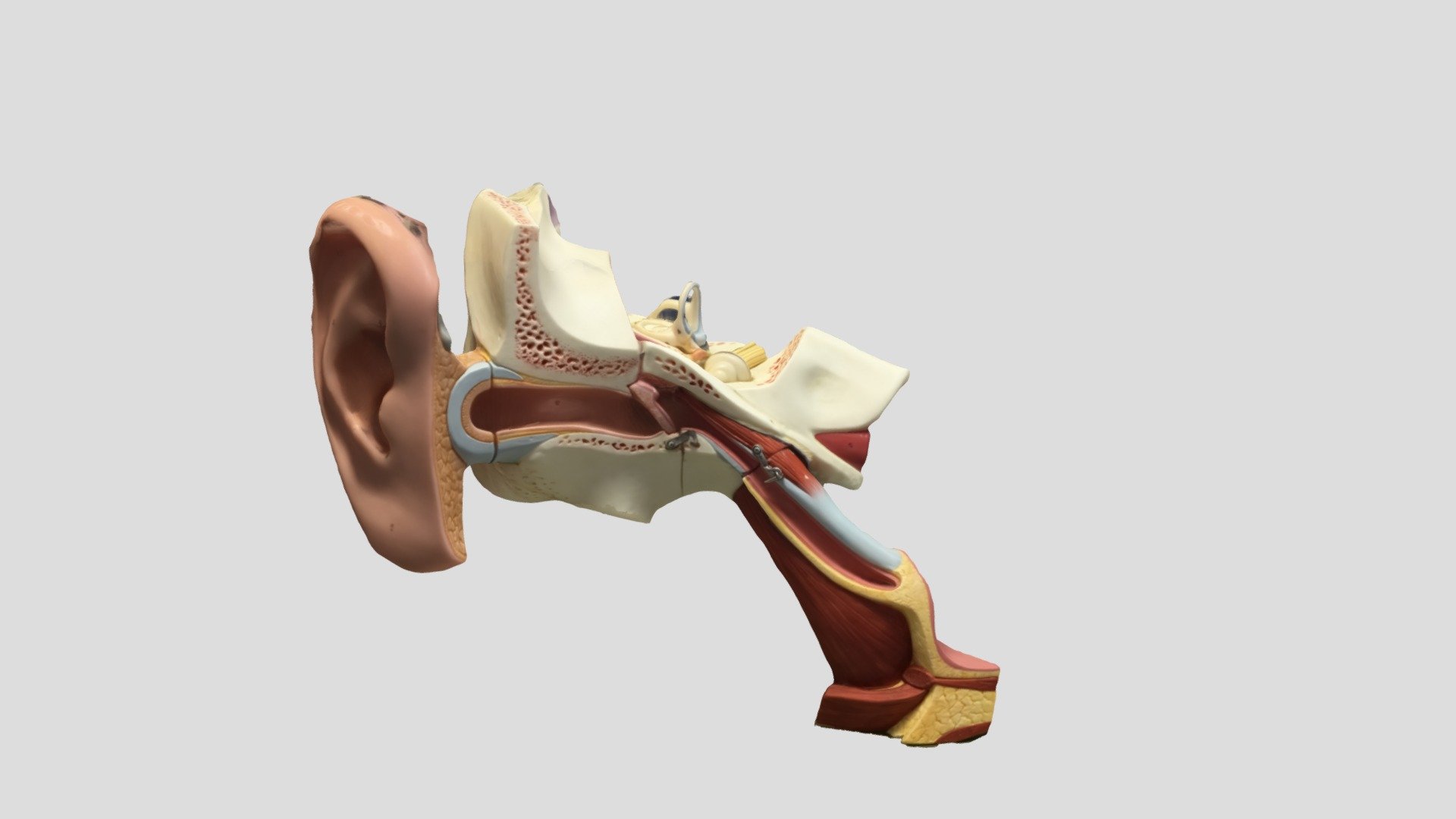 A1- Ear