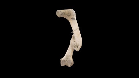 Femur 3D Model