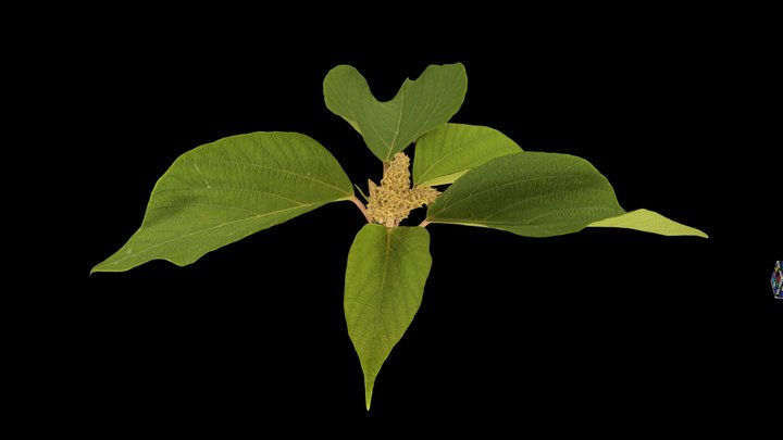 CC0 アカメガシワ雌花 Japanese Mallotus, M. japonicus – Free 3D Model STL