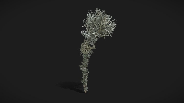 Lichen 3D Model