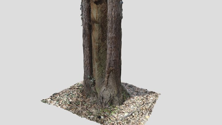 Pine tree showing traces of resin tapping 3D Model