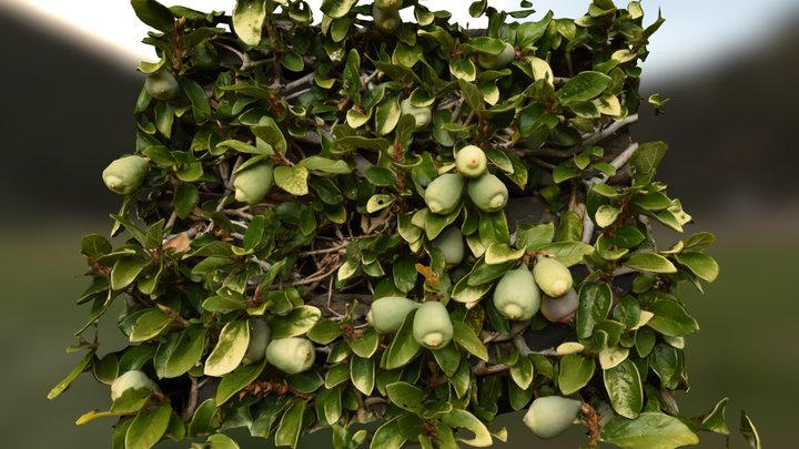 Citrus Fruit