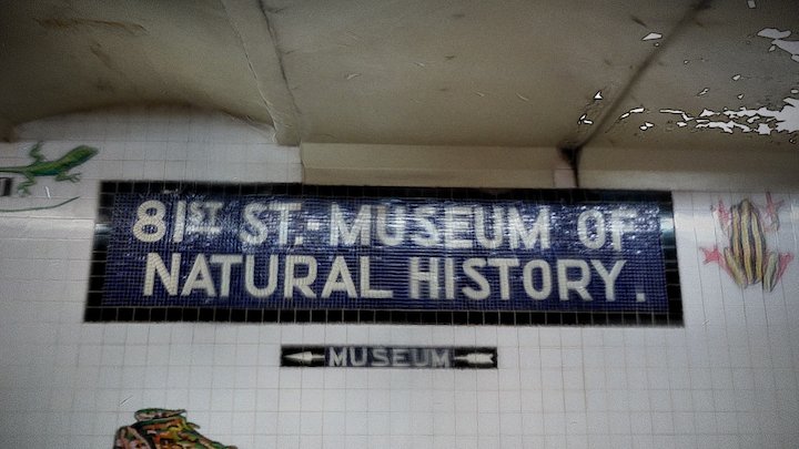 Amnh 3D models - Sketchfab