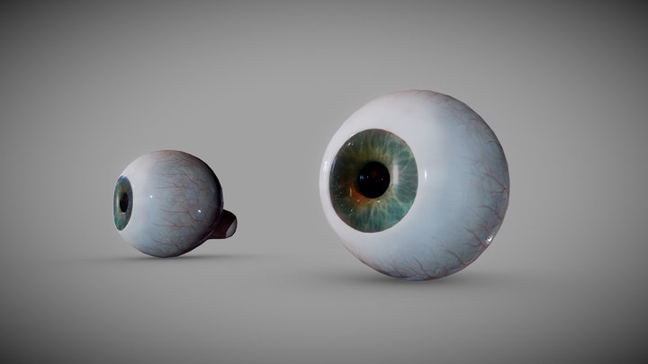 adult eye (full section) 3D Model