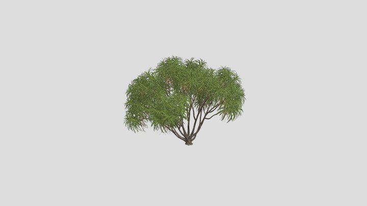 Xishuangbanna- Dracaena_draco_01 3D Model