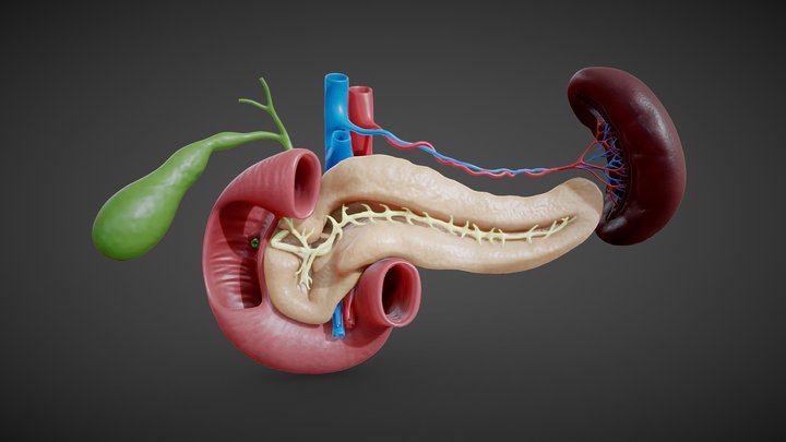Digestive 3D models - Sketchfab