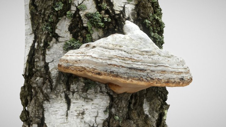 Fomes fomentarius (White) – Modello 3D gratuito STL