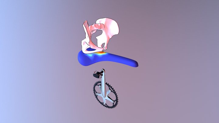Pelvic Female Cycling Motion 3D Model