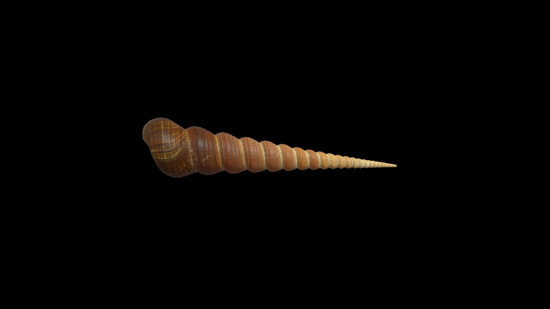 Turritella Terebra Schnecke - Berlin 18.06.2026 — Sketchfab embed 3D viewer