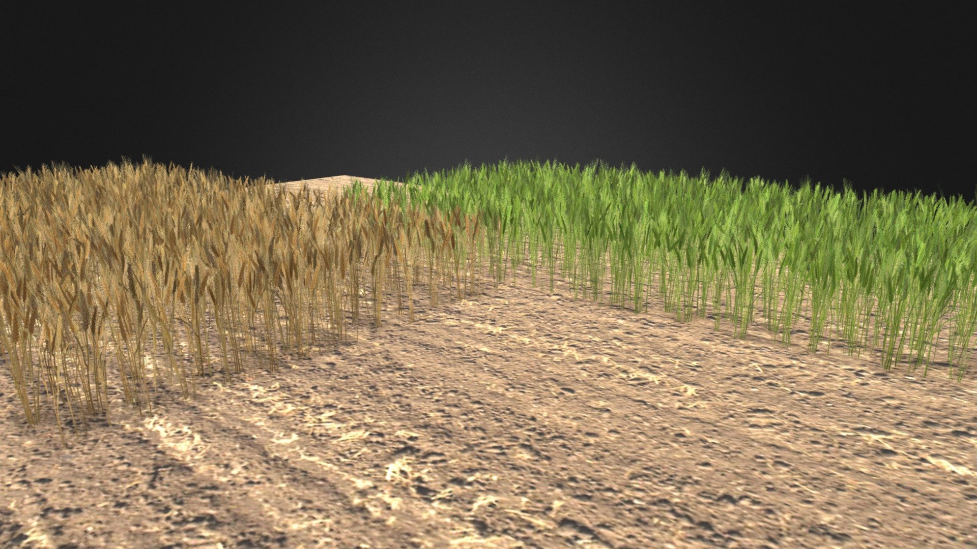 Wheat Field - 3D model by Buncic [8ad64ef] - Sketchfab