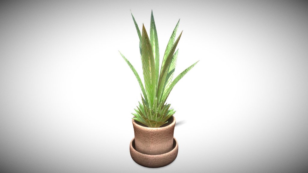 Indoor Pot Plant 3
