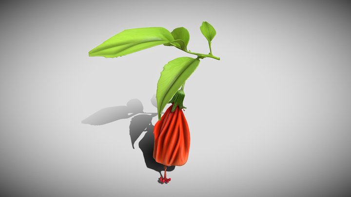 Malvaviscus arboreus – Modello 3D gratuito STL