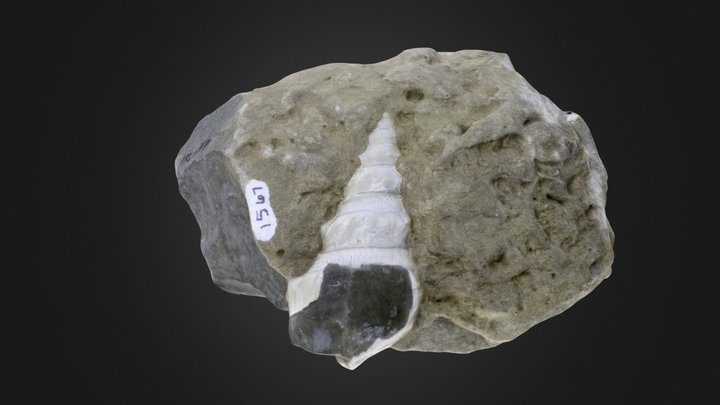 Gastropod: Austroaporrhais sp. (PRI 61317) – Modello 3D gratuito STL