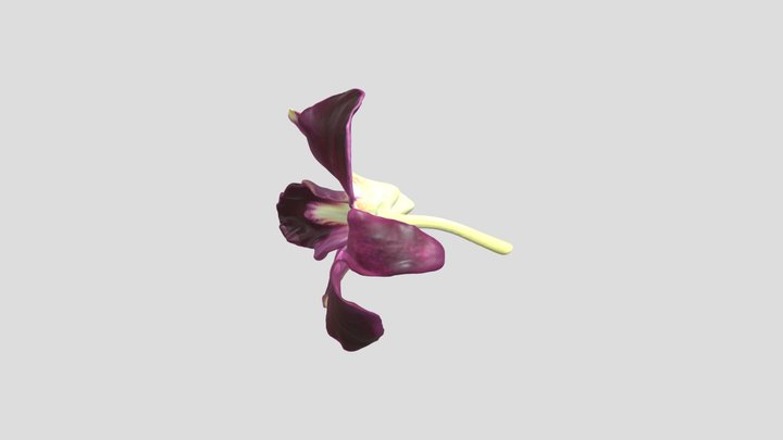 flower-obj_0 3D Model