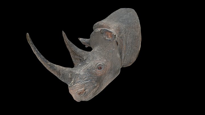 Rhino Head 3D Model