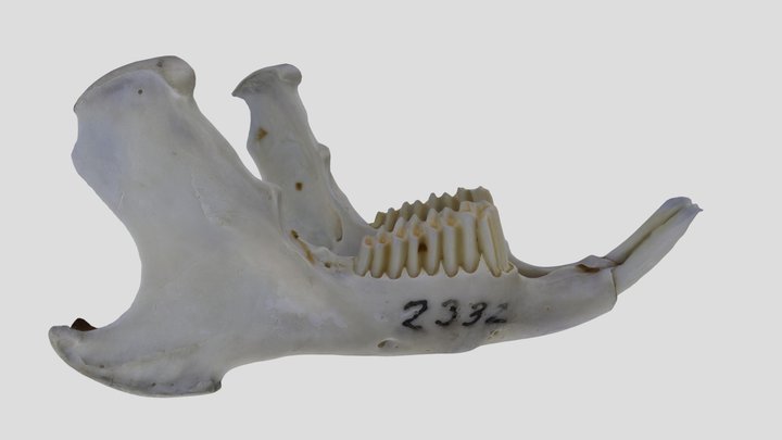 UWYMV:Mamm:2332, Ochotona princeps, Mandible – Gratis 3D-model STL