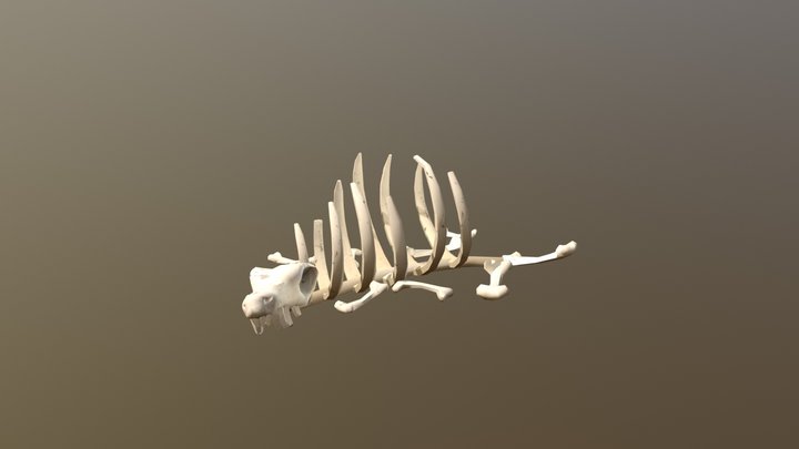 Skelett 3D Model