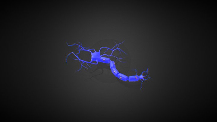 Neuron 3D Model