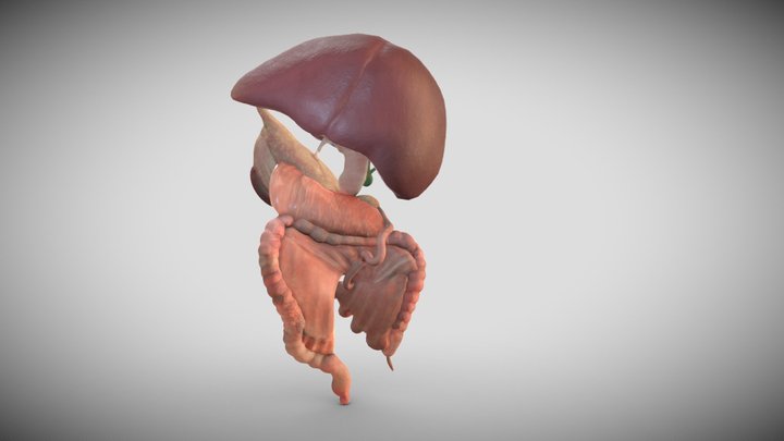16 week fetal digestive system 3D Model