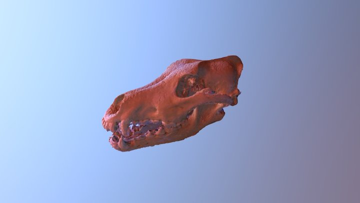 Wolf Skull 3D Model