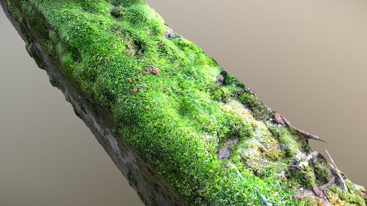 Moss 3D Model