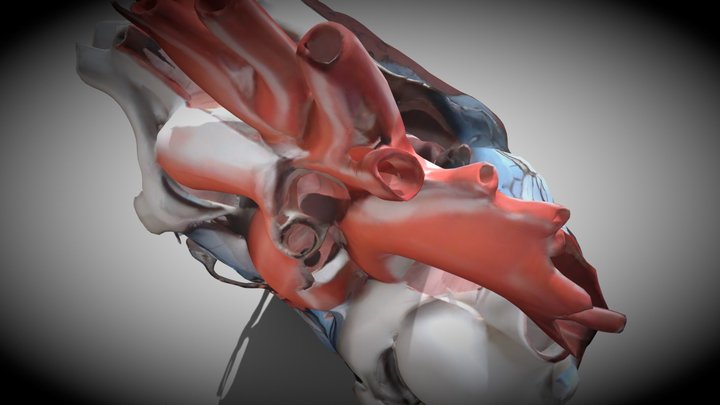 Kenali jantung kita 3D Model