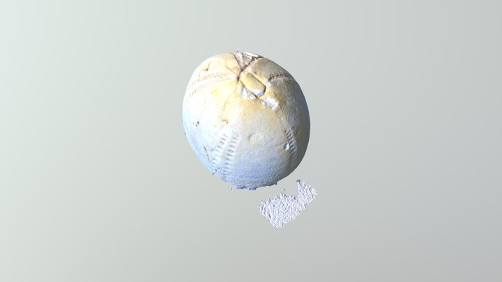 echinoid_01 3D Model