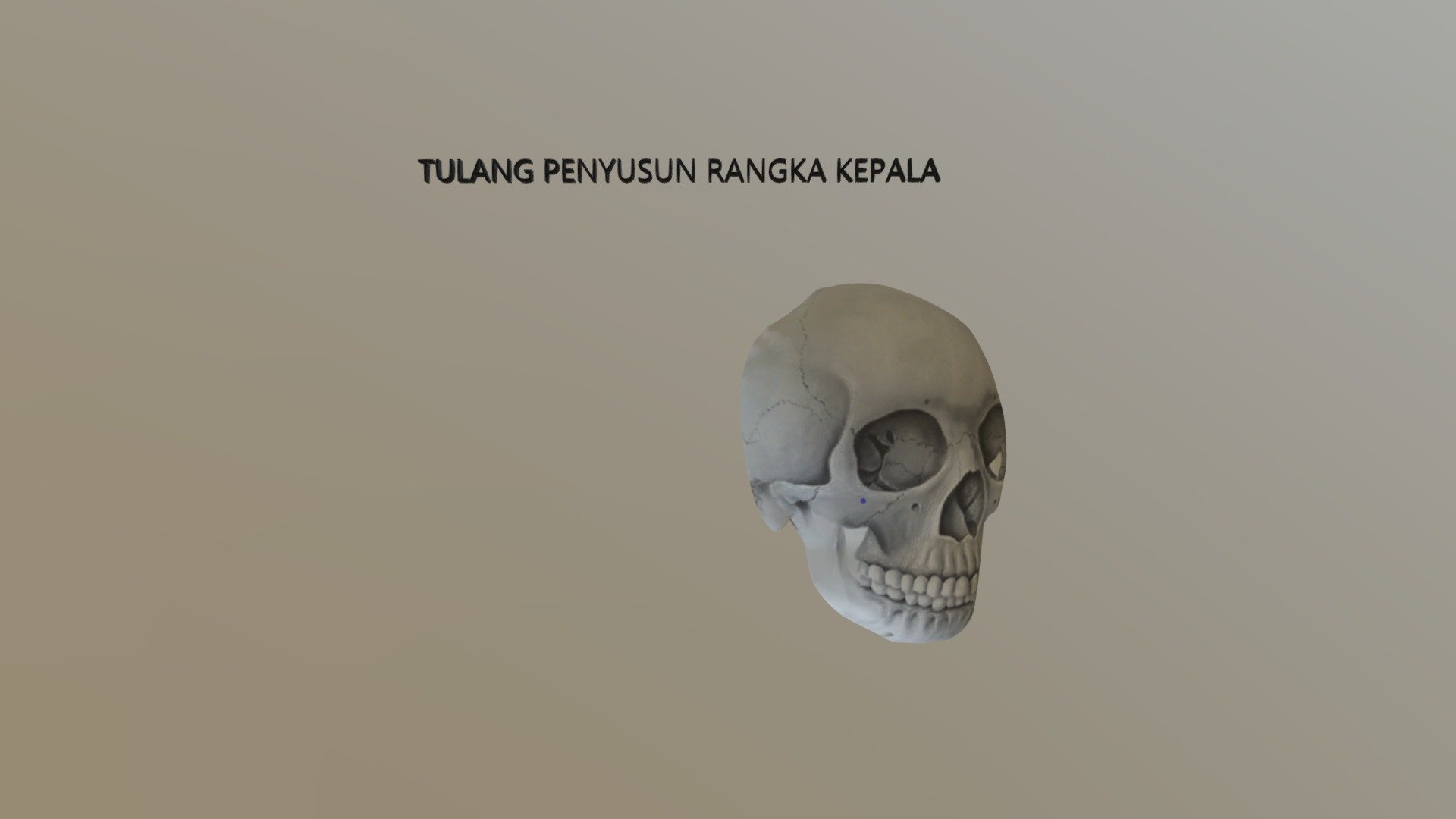 Tulang Penyusun Rangka Kepala 3d Model By Edinoviar [8afe36a] Sketchfab