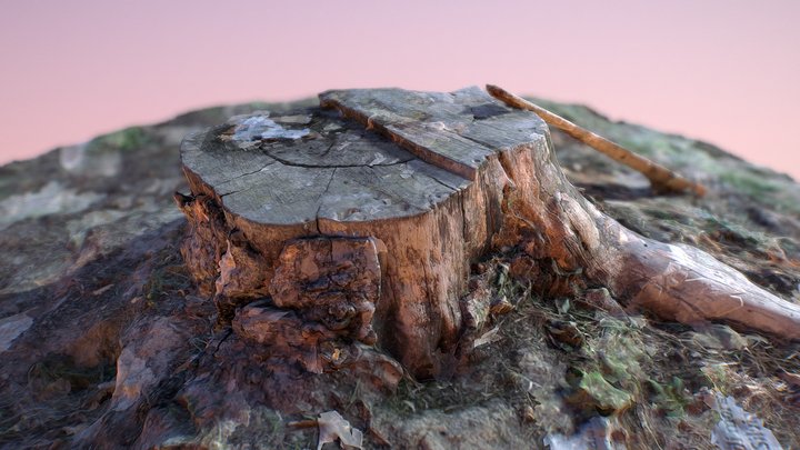 Tree Stump 3D Model