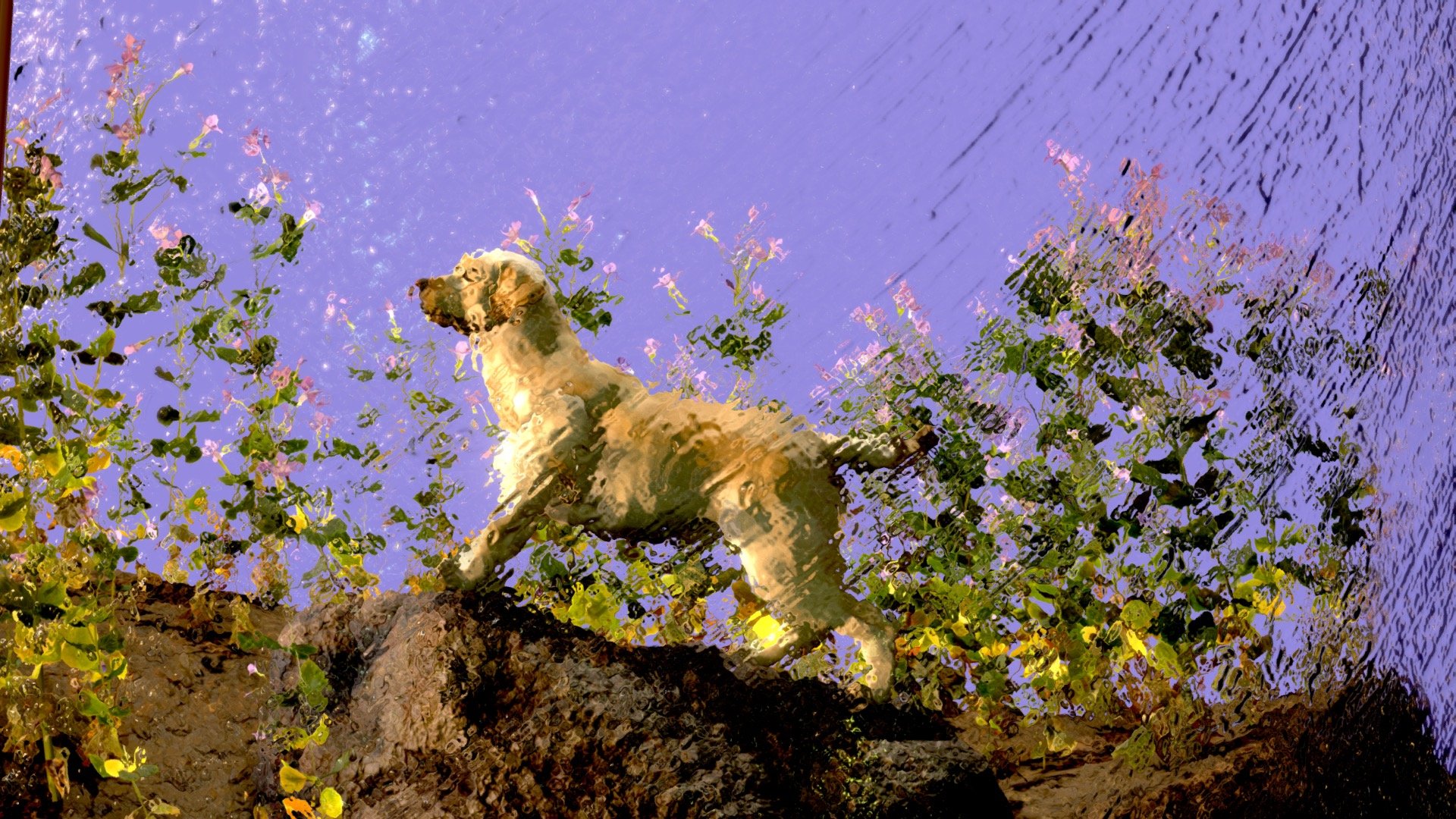 Dog Terrarium in a Moist Jar