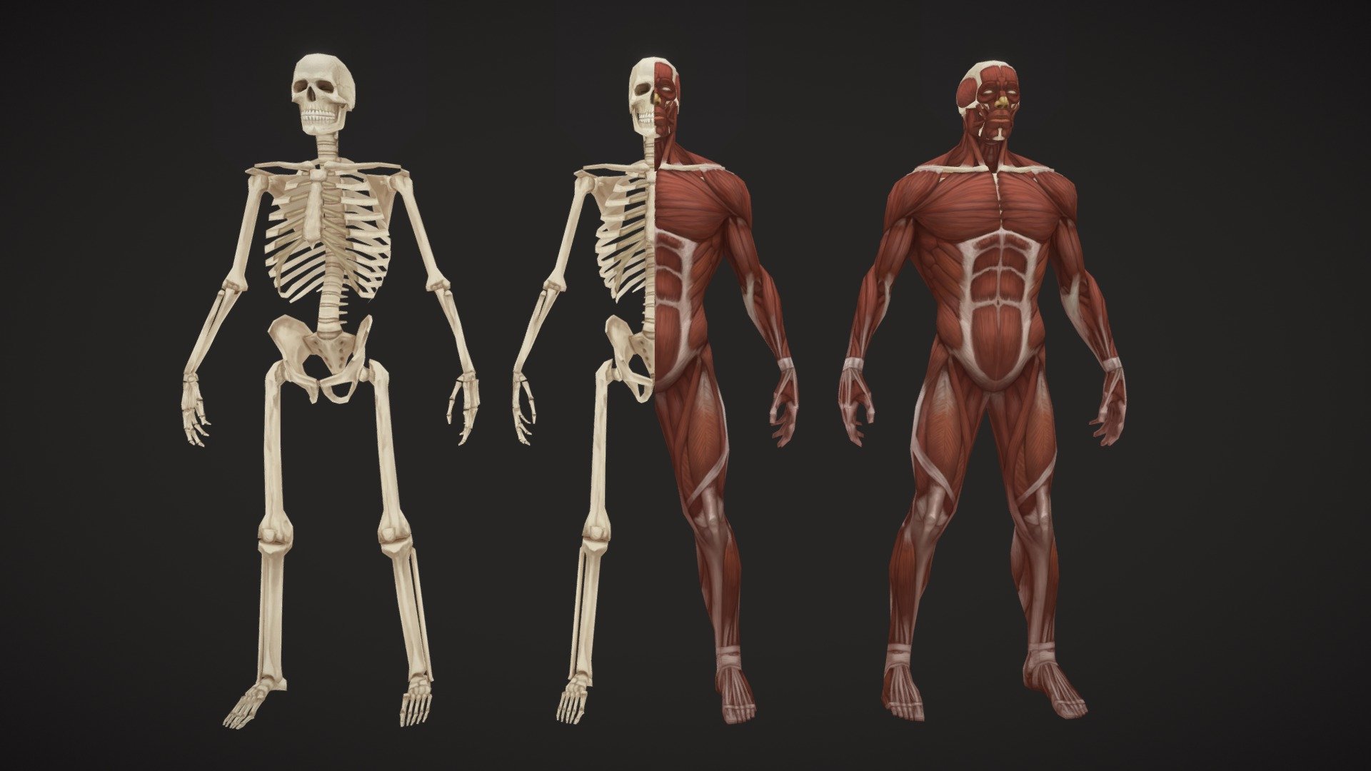 Ткань скелета человека. Человеческий скелет с мышцами. Скелет для моделирования.