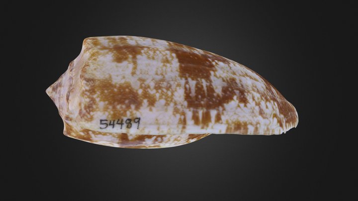 Snail: Conus geographus (PRI 54489)