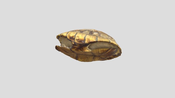 yellow-mud-turtle-shell 3D Model
