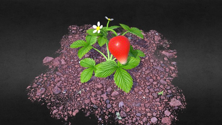 Strawberry 3D Model