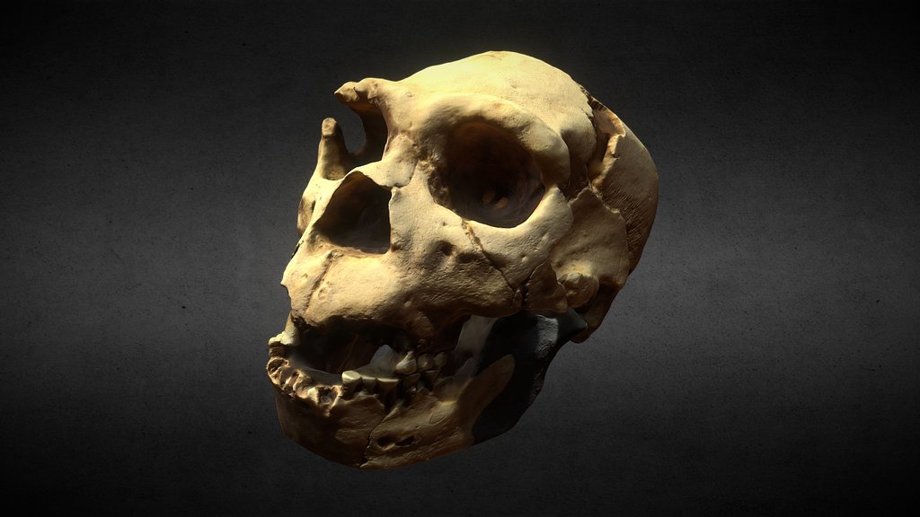 Homo Heidelbergensis