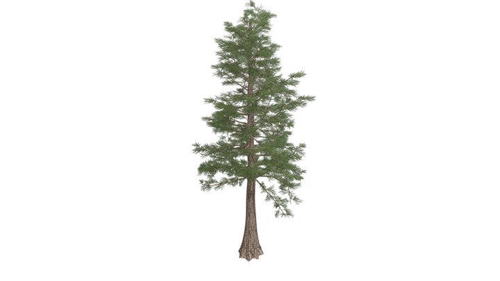 Western Red Cedar Tree #06 3D Model