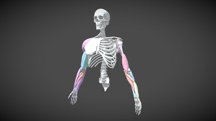 手臂肌肉 3D Model