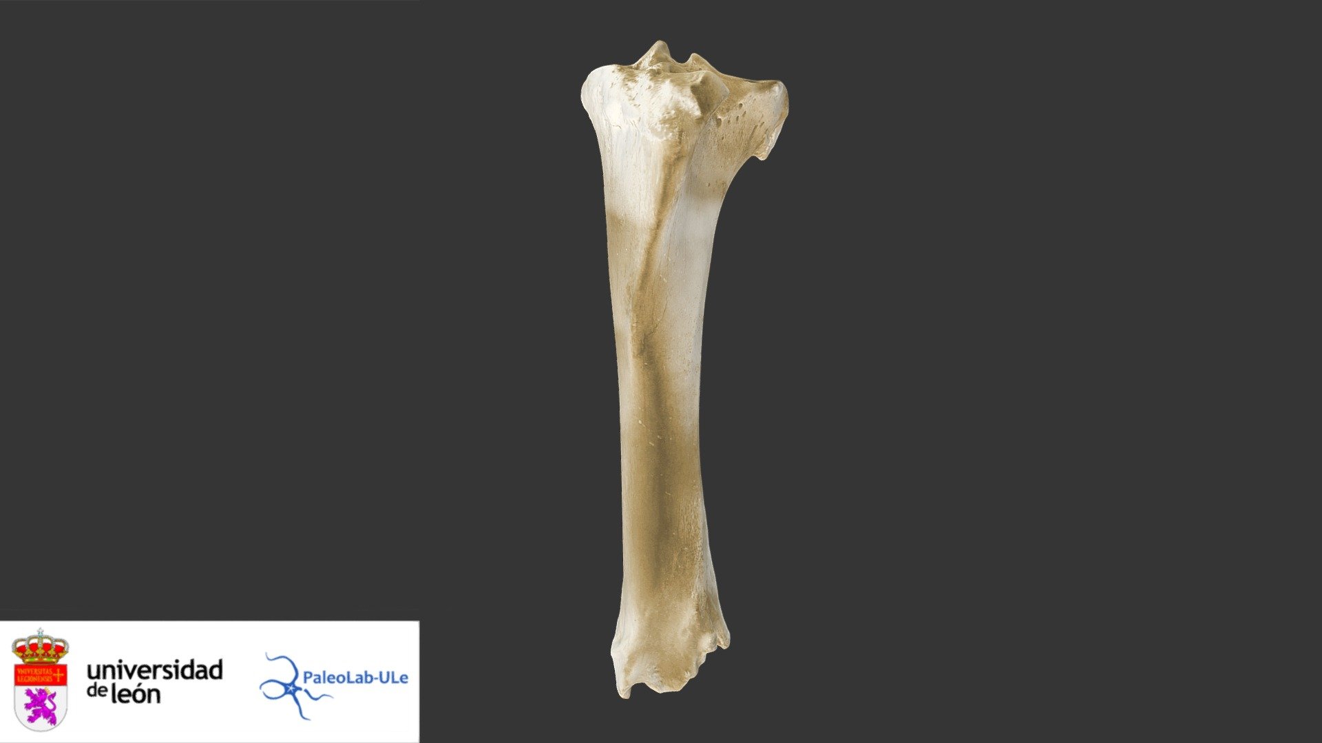 Bovino: Tibia y peroné - 3D model by PaleoLab-ULE (@PaleoLab-ULE) [8b121e8], image size:1920x1080