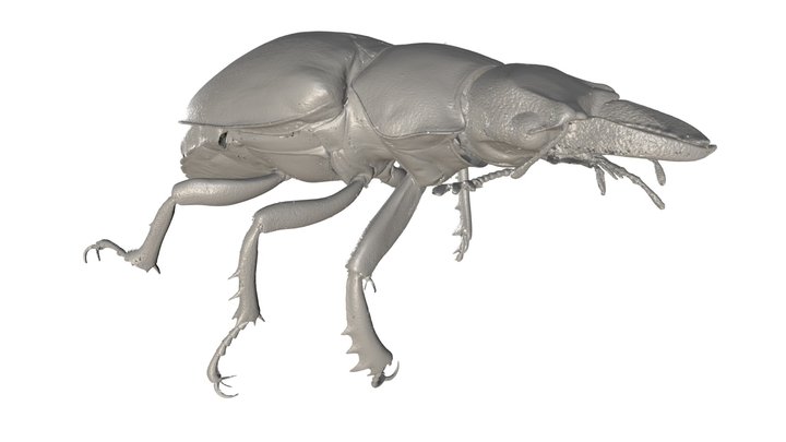 Ground Beetle - High Resolution CT Scan 3D Model