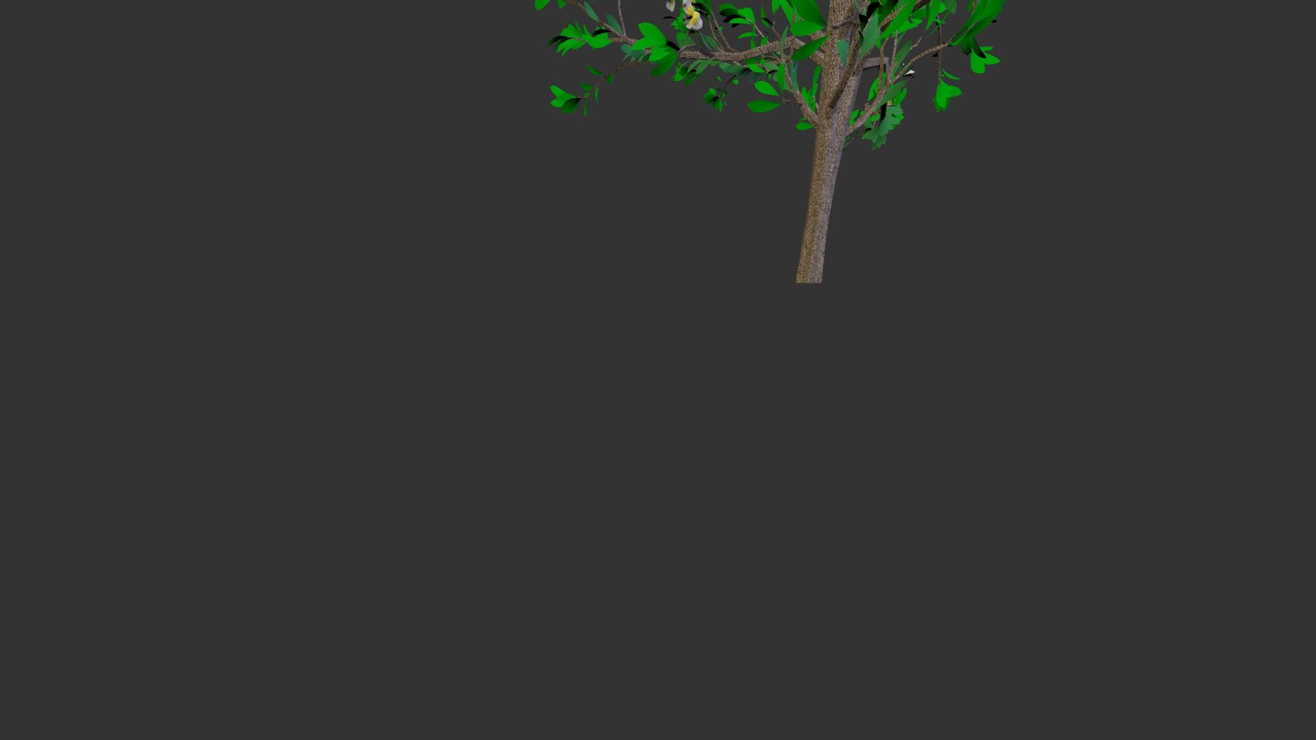 Plumeria Plant
